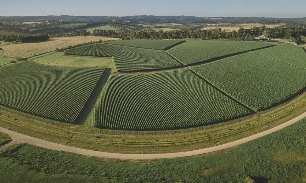The New 2024 Elantos | High-Calibre Estate + Single-Plot Chardonnay & Pinot Noir