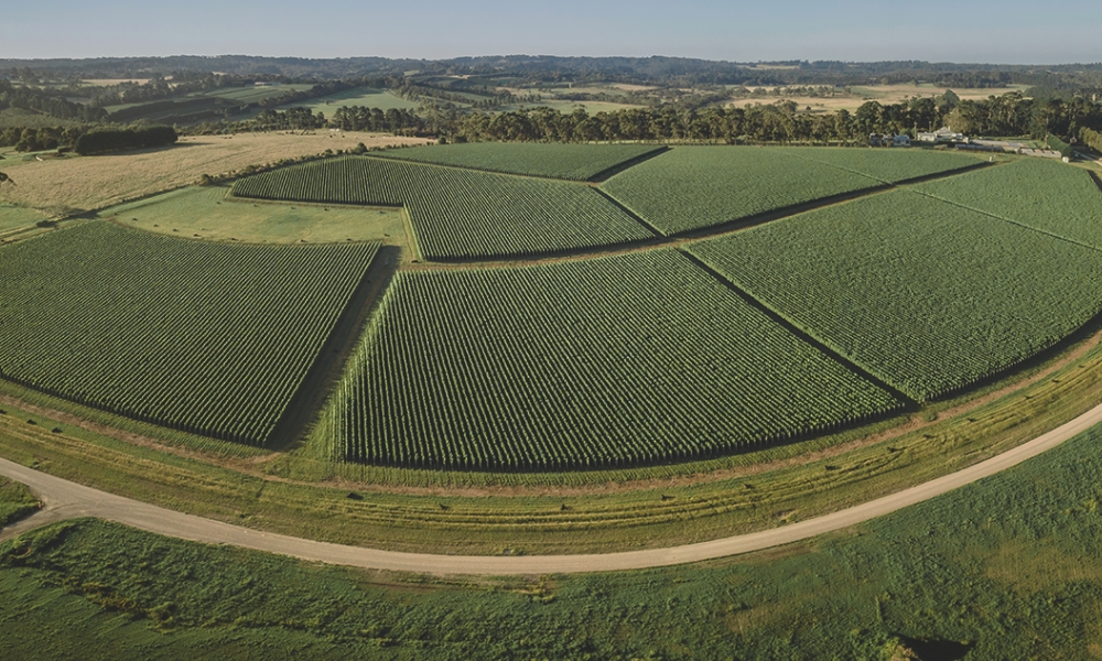 The New 2024 Elantos | High-Calibre Estate + Single-Plot Chardonnay & Pinot Noir