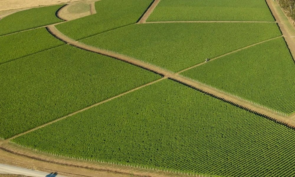 Close-Planted Comparison with Sandro Mosele & Gentle Folk Single Vineyards