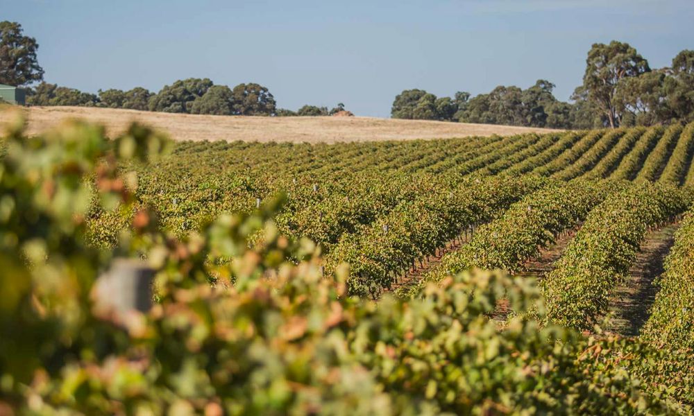 New Grosset and Jasper Hill Releases on Tasting!