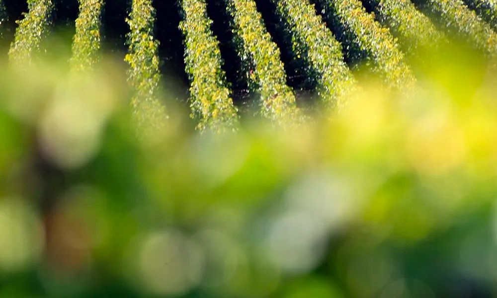 Jacquart's Brut Mosaïque - Champagne Monday