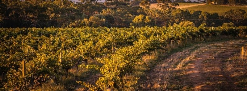2018 SC Pannell Koomilya Vineyard Shiraz