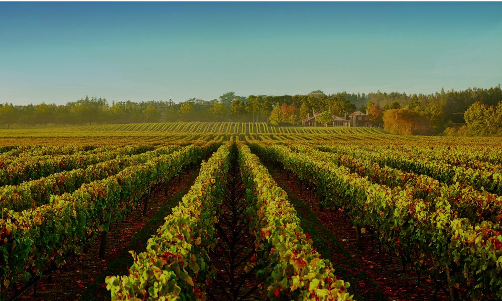 Kumeu River Tasting w/ Winemaker + RQ Trophy Winners on Show