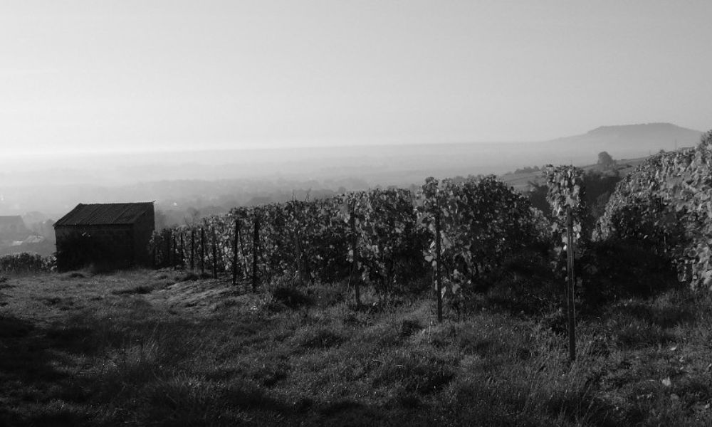 Larmandier-Bernier Latitude Blanc de Blancs NV | Champagne Monday