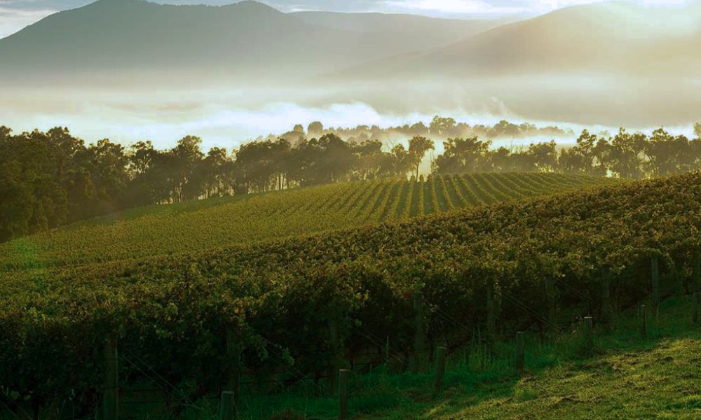 This Week's New Arrivals - Yarra Yering, Domaine Naturaliste & Wantirna!