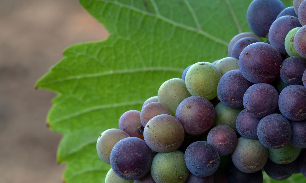 Pinot Noir - New Releases & Cult Favourites from Around the Globe on Tasting!