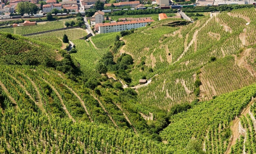 Brett Crittenden Hosts Guigal Masterclass & Dinner
