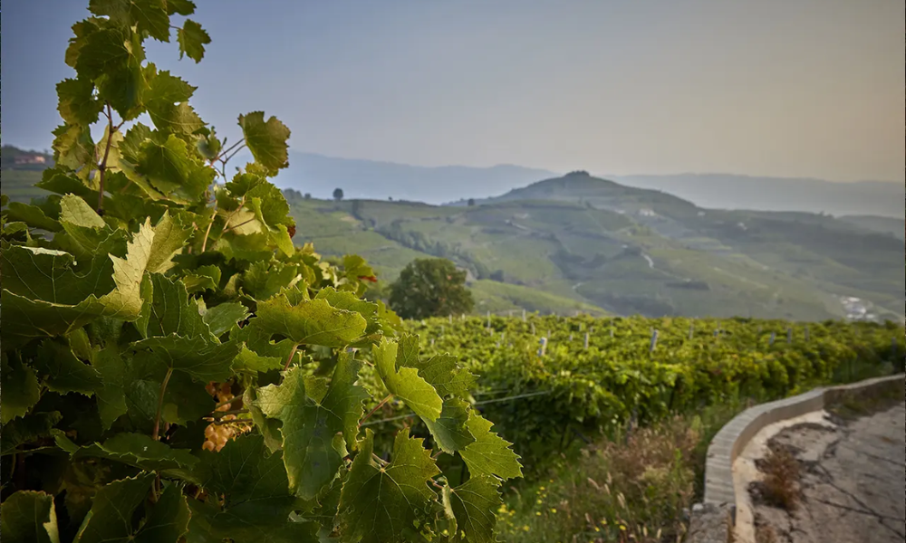 Soave in Sight - Specials & Saturday Tasting!