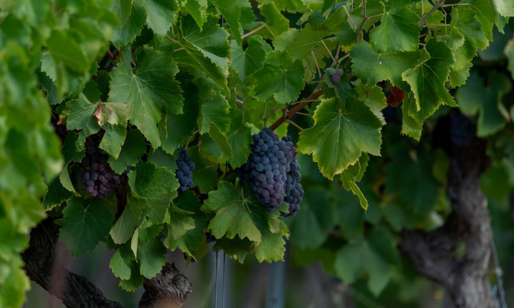 A Very Special Syrah/Shiraz Lineup - Offer & Tasting!