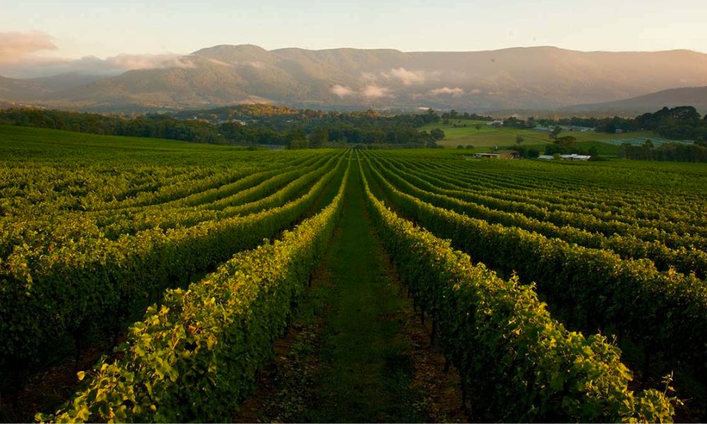 Victoria vs Tasmania - Pinot Noir Lineup on Tasting!