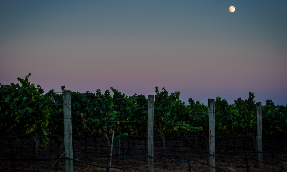 Bindi, Domenica & Syrahmi Offer + Dom. Naturaliste Tasting w/ Winemaker!