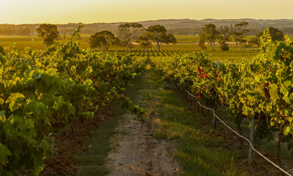 Yalumba - Signature Releases on Special + Saturday Tasting!