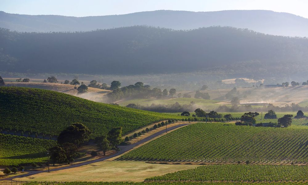 Yarra Yering 2020 Vintage Releases