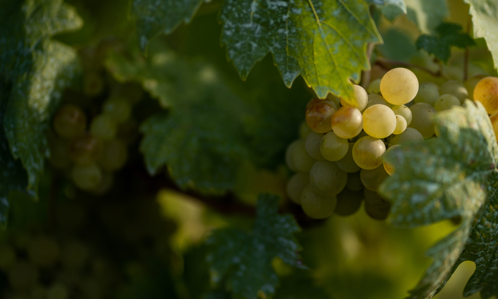 Rieslings We've Relished Lately - on Special & Tasting - The Wine Emporium