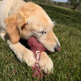 Dog lying in grass chewing on brown plush bone dog toy