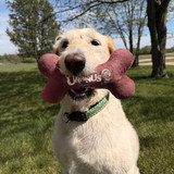 Dog holding plush bone toy in mouth while standing outside in grassy park
