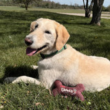 Dog relaxing outdoors with plush bone toy in front on grass