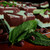 Chocolate mint fudge pieces decorated with fresh mint leaves from Uranus Fudge Factory.