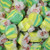 Green and yellow striped saltwater taffy candies piled closely together by Uranus Fudge Factory.
