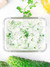 Creamy dill dip mixture with cucumber slice and herbs against a bright white background by Uranus Farms.