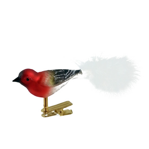 Red and Black Bird with White Tail