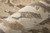Feizy Braden 8A52F Tan Taupe Area Rug