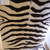 Radiance Zebra Print 100% Polypropylene 4 x 6