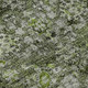 Addison Mayfield AMF651 Green Rug