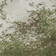 Addison Mayfield AMF1027 Olive Rug