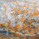 Amer Montana MON-2 Blesilda Orange Pink Rug
