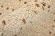 Feizy Truxel T6040 Tan Brown Area Rug
