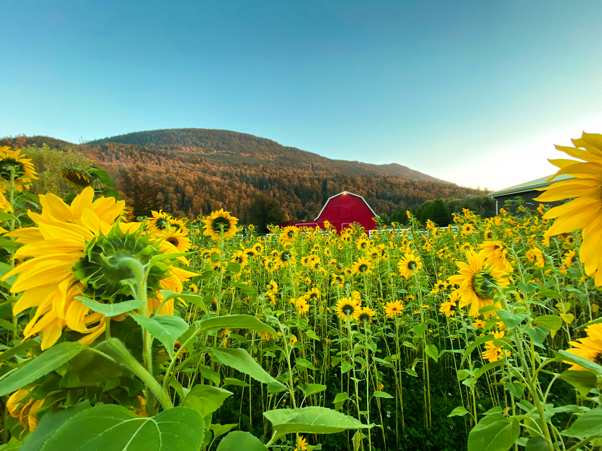 Summer sunflower field