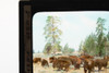 Antique Magic Lantern Slide Herd Of Buffalo E14