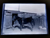 Antique 5x7 Inch Plate Glass Negative Of A Man On A Horse In A Stable V37