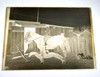 Antique 5x7 Inch Plate Glass Negative Of A Man On A Horse In A Stable V37