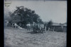 Antique 6x8 Glass Plate Negative Man With Two Horses E10