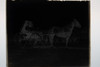 Antique 4x5 Inch Plate Glass Negative Of Two Men On A Buggy With Horses E13