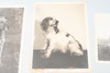 Pets Dogs & Cats Vintage Black and White Photo Lot Photograph Collection V26