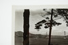 San Francisco Golden Gate Bridge From Lincoln Park Land's End Wooded Cliffs V28