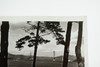 San Francisco Golden Gate Bridge From Lincoln Park Land's End Wooded Cliffs V28