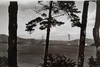 San Francisco Golden Gate Bridge From Lincoln Park Land's End Wooded Cliffs V28