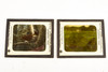 Victor Animatograph Co Magic Lantern Slide Featuring Birds - Lot of 10 V27