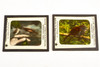 Victor Animatograph Co Magic Lantern Slide Featuring Birds - Lot of 10 V27