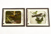 Victor Animatograph Co Magic Lantern Slide Featuring Birds - Lot of 10 V27
