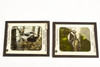 Victor Animatograph Co Magic Lantern Slide Featuring Birds - Lot of 10 V25