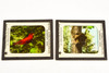 Victor Animatograph Co Magic Lantern Slide Featuring Birds - Lot of 10 V25