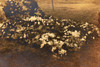 1940s 10x8'' Sepia Gelatin Silver Photo - Funeral Flowers in Graveyard V29