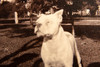 Early 1900s Mounted Silver Gelatin Print 5¼ x5¼'' - Pet Pitbull Dog V21