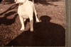 Early 1900s Mounted Silver Gelatin Print 5¼ x5¼'' - Pet Pitbull Dog V21