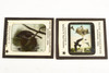 Victor Animatograph Co Magic Lantern Slide Featuring Birds - Lot of 10 V26